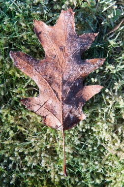 belgili tanımlık yer ile buzlu don dondurulmuş yapraklarda