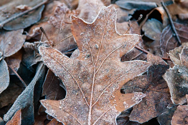 belgili tanımlık yer ile buzlu don dondurulmuş yapraklarda