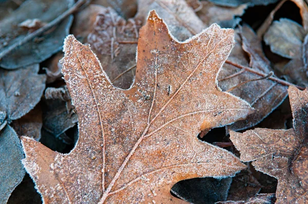 belgili tanımlık yer ile buzlu don dondurulmuş yapraklarda