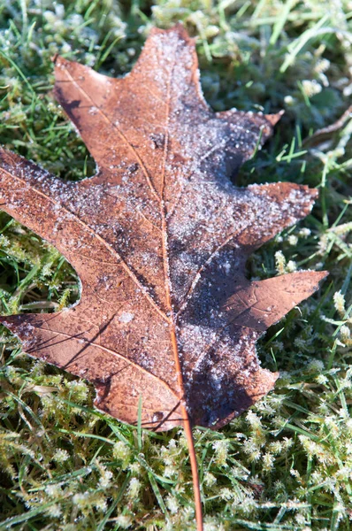belgili tanımlık yer ile buzlu don dondurulmuş yapraklarda
