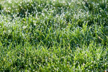 Su damlacıkları ile yağmur ışık bokeh çimen, yeşil çimenlerin üzerinde 