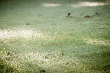 Su damlacıkları ile yağmur ışık bokeh çimen, yeşil çimenlerin üzerinde 