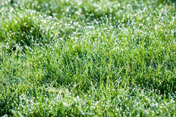 Vattendroppar på gräs, gröna gräs med ljus bokeh från regn — Stockfoto