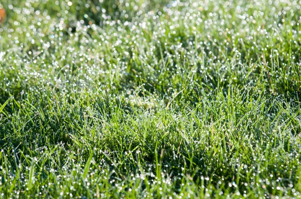 Gouttelettes d'eau sur l'herbe, herbe verte avec bokeh léger de la pluie — Photo