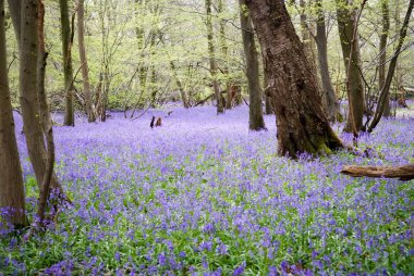 Ormanda büyüyen çan çiçekleri