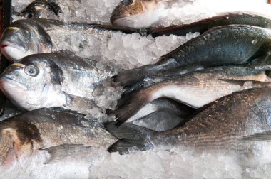 Taze balık, yerel şehir piyasa ahır Satılık