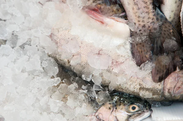 Pesce fresco, trota sul ghiaccio — Foto Stock
