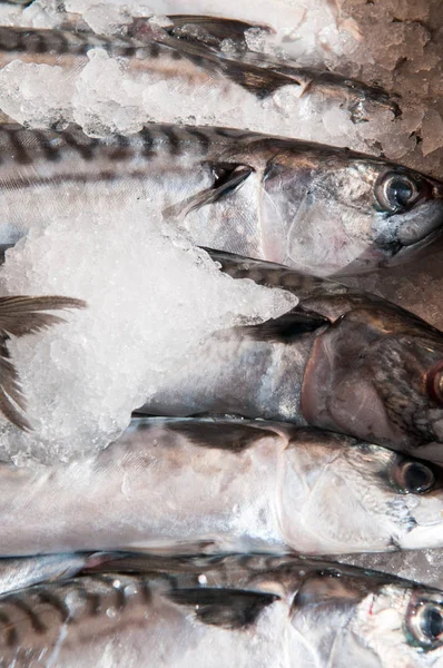 Pescado fresco a la venta en el puesto del mercado local —  Fotos de Stock