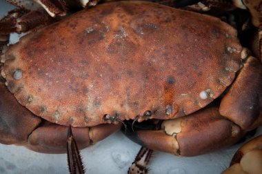 Yengeç portre yakın çekim