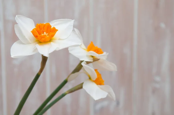 Hvite Ferske Skårne Blomster Trebakgrunn – stockfoto