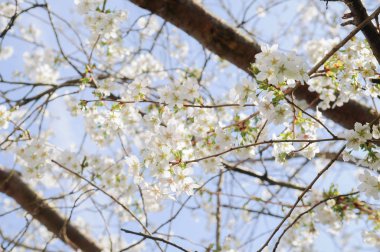 Çiçeği. Bir ağaç dalı güneş ışığı üzerinde beyaz çiçeği
