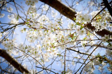 Çiçeği. Bir ağaç dalı güneş ışığı üzerinde beyaz çiçeği