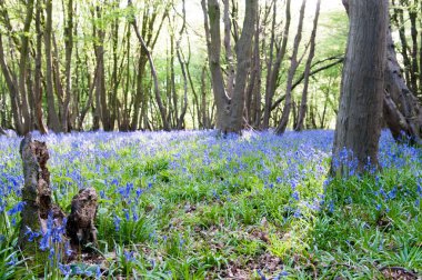 Güneşli ormanda vahşi büyüyen bluebells