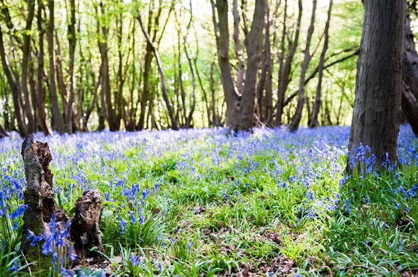 Bluebells growing wild in the sunny forest — Stock Photo, Image