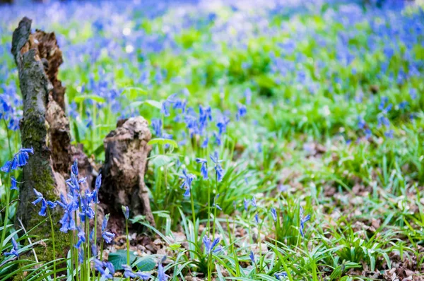 Bluebells växer vilt i skogen soliga — Stockfoto