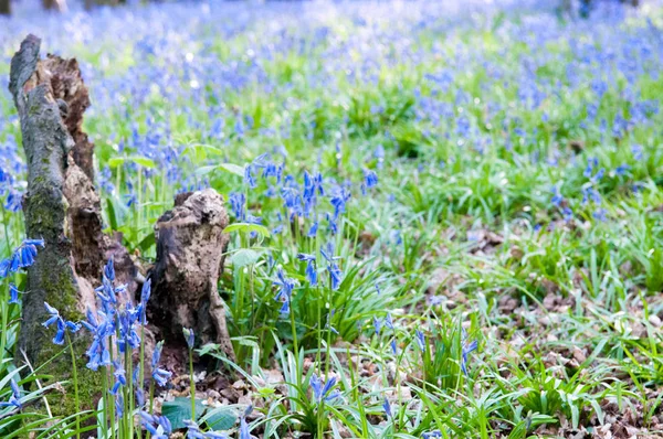 Blauglocken wachsen wild im sonnigen Wald — Stockfoto