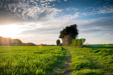 Yaz çayır çimen doğal güneş ışığı ile