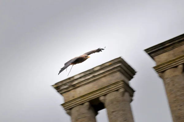 Vogel im Flug, Adlerfalke bei einer Falkenvorführung — Stockfoto