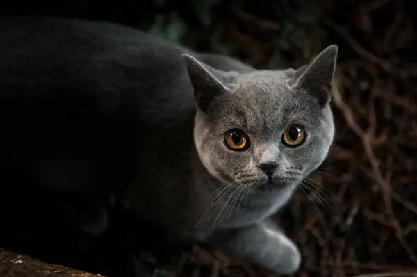 Domestic cat outside playing in nature background — Stock Photo, Image