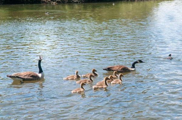 Gosling, anne ile bebek kaz. Kanada Kazı, Branta canadensi