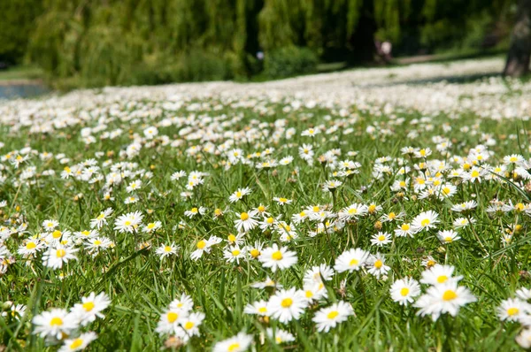 Close up of daisy flowers on a summer day — Stock Photo, Image