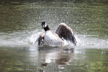 Suya iniş kuş, kaz gibi bu topraklarda sıçramasına
