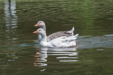 İki kuş Gölü sakin suda Yüzme