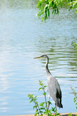Heron ayakta sakin bir göl kenarında