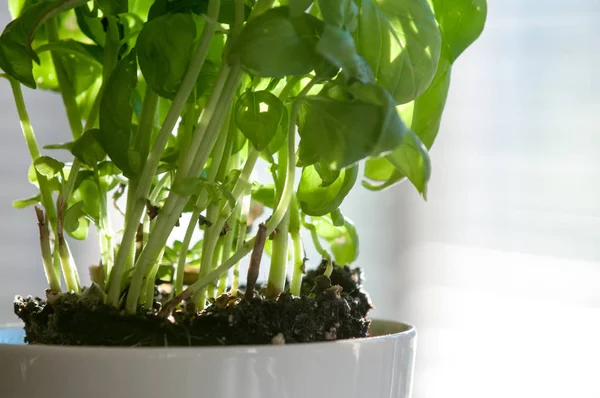 Verse basilicum plant groeit in een pot — Stockfoto