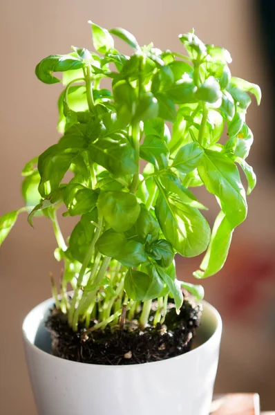 Planta de albahaca fresca creciendo en una maceta — Foto de Stock