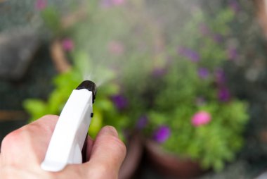 Bir sprey ile bahçede bitkilerin sulama