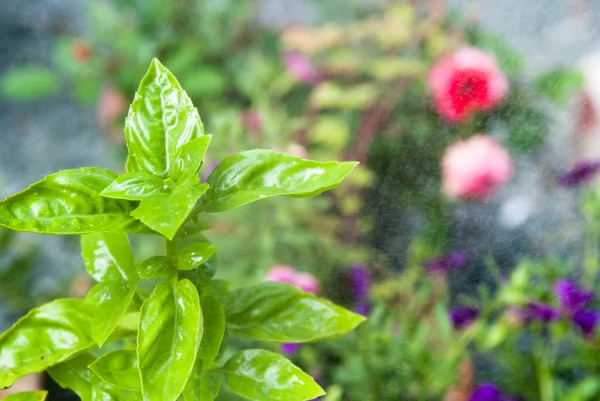 Tanaman herbal segar. Basil tumbuh di kebun — Stok Foto
