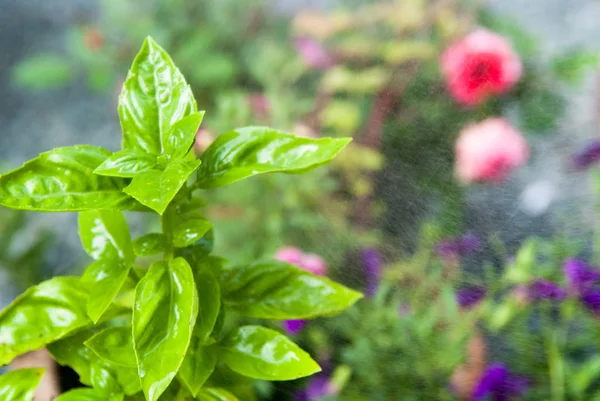 Tanaman herbal segar. Basil tumbuh di kebun — Stok Foto