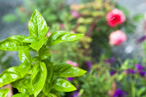 Verse kruiden plant. Basilicum groeit in de tuin — Stockfoto