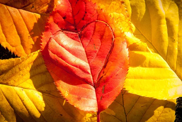 El cuidado del planeta concepto de corazón de amor en una hoja — Foto de Stock