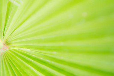 Yeşil doğa arka plan bulanık palmiye ağacı yaprak