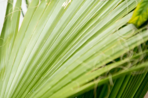 Zielonych palm leaf tło z bliska liść palmowy — Zdjęcie stockowe