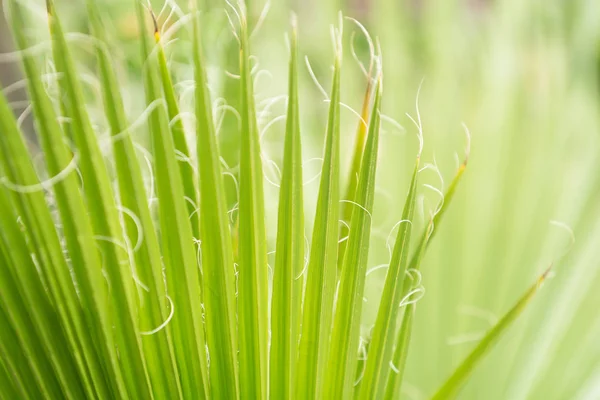 Zielonych palm leaf tło z bliska liść palmowy — Zdjęcie stockowe