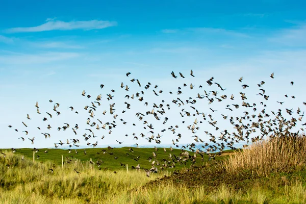 Vogelschar. Stare fliegen vom Dach — Stockfoto