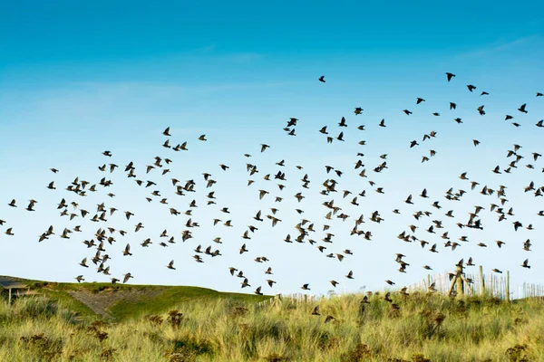 Vogelschar. Stare fliegen vom Dach — Stockfoto