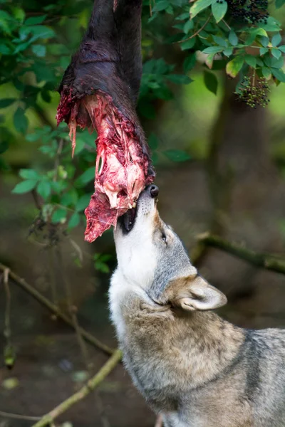 Wolf eating raw meat at feeding time