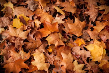 Sonbahar renkleri yere düşen yapraklar