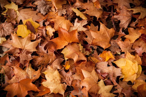 Sonbahar renkleri yere düşen yapraklar