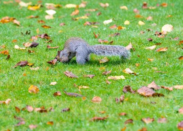 Γκρι σκίουρος ψάχνει για φαγητό σε ένα κήπο — Φωτογραφία Αρχείου