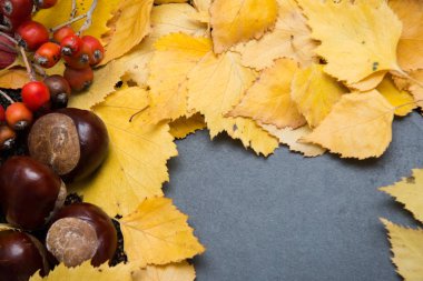 Boş kopya alanı ve seasona ile düzenlenmiş sonbahar doğa nesneleri