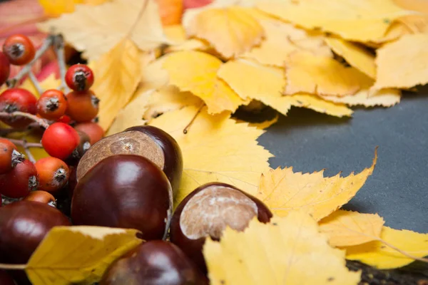 Boş kopya alanı ve seasona ile düzenlenmiş sonbahar doğa nesneleri