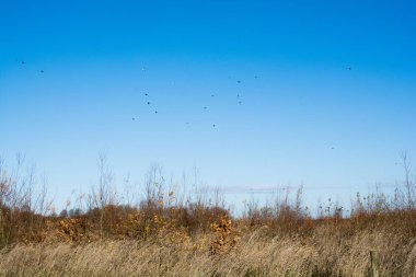Seyrek yatay, ek yükü açık bl uçan kuşlar sürüsü
