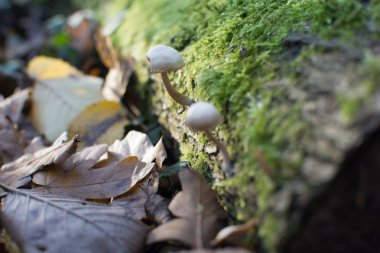 Yabani mantar ormandaki bir yosun büyüyen ağaç t kaplı