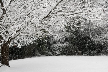 Bir ağacın dalları düşen kar kar manzara