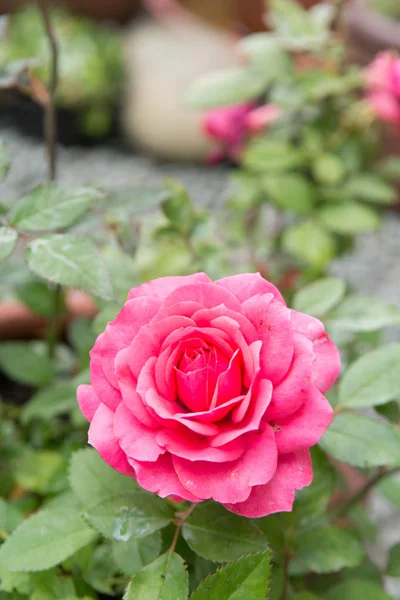 Różowa Róża rośnie poza zielonym tle ogród — Zdjęcie stockowe
